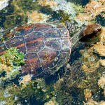 Tortue d'eau douce. צב ביצה במימי החולה